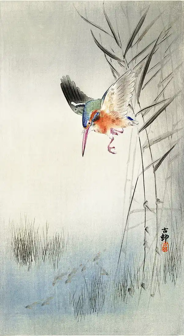 Kingfisher hunting for fish in the water